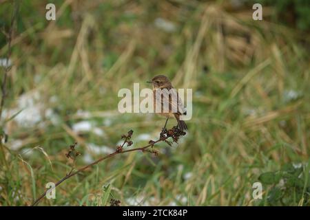 Weibliches Europäisches Steinechat (Saxicola torquata) Stockfoto