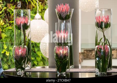 Ausstellung von King Protea Blumen in einer Gruppe oder Sammlung moderner, zeitgenössischer Glasvasen auf einem Tisch in einem floralen Innendekor in der Lobby Stockfoto