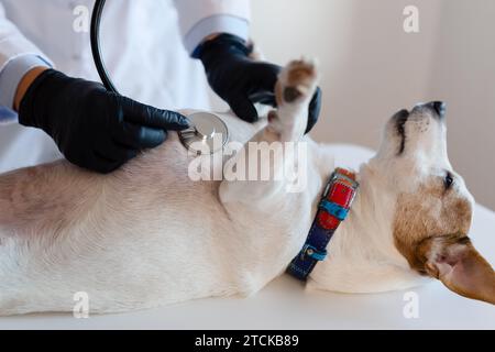 Tierärztin untersucht mit Hilfe eines Stethoskops den Jack russell Hund in Klinik, Gesundheitswesen. Nahansicht Stockfoto