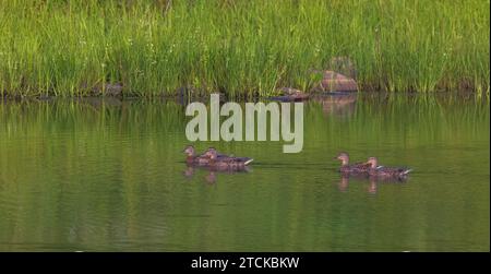 Stockenten schwimmen in einem Feuchtgebiet im Norden Wisconsins. Stockfoto