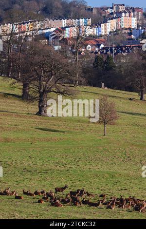 Ländlich trifft urbaner auf eine Herde von Rotwild ( Cervus elaphus ), die im Winter in einem Landpark am Rande einer englischen Stadt weidet Stockfoto