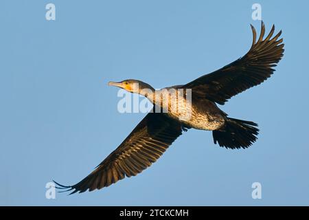 Cormorant Phalacrocorax Carbo im Flug. Fliegen mit gespreizten Flügeln in einem klaren blauen Himmel, Nahaufnahme. Trencin, Slowakei Stockfoto