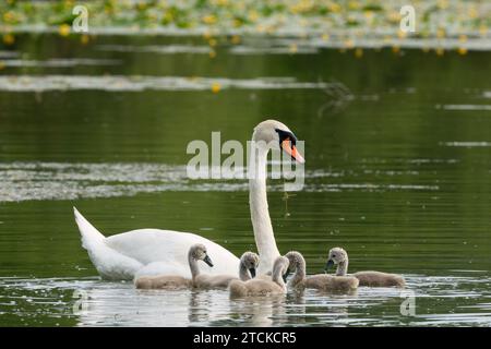 Schwan Cygnus olor Weibchen mit Jungen im See, Nahaufnahme. Auf der Suche nach Essen. Dubnica, Slowakei Stockfoto