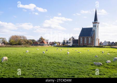 Weide mit weidenden Schafen mit einem markanten Kirchengebäude aus dem Jahr 1425 mit einem weißen Turm im Hintergrund, im Dorf den Hoorn. Stockfoto