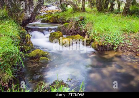Ein kristallklarer Bach schlängelt sich durch die Landschaft. Die vielfältige Pflanzenwelt, einschließlich moosbedeckter Felsen Stockfoto