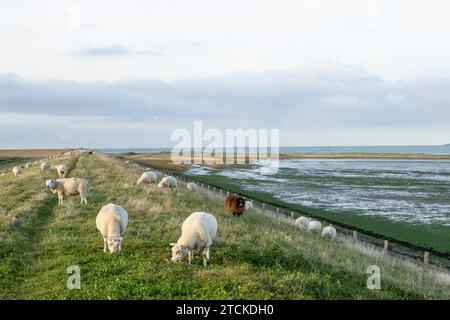 Schafe grasen auf dem Deich entlang der Küste in der Nähe des Dorfes De Cocksdorp auf der Insel Wadden in Texel, Niederlande. Stockfoto