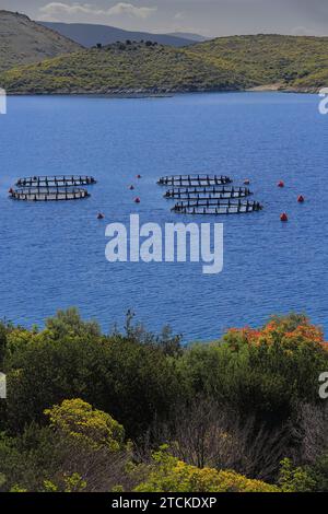 134 Küsten-Marikultur -Meeresaquakultur- Stämme für die Aufzucht von Meerbrassen- und Wolfsbarschfischen in der Bucht von Port Palermo. Himare-Albanien. Stockfoto