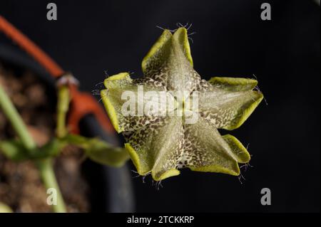 Ceropegia sandersonii Blume Stockfoto