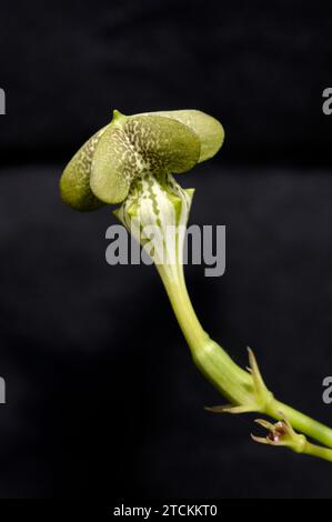 Ceropegia sandersonii Blume Stockfoto