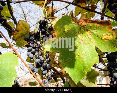 Ein Haufen reifer schwarzer Isabella-Trauben zwischen gelblichen Blättern im Weinberg am sonnigen Herbsttag Stockfoto