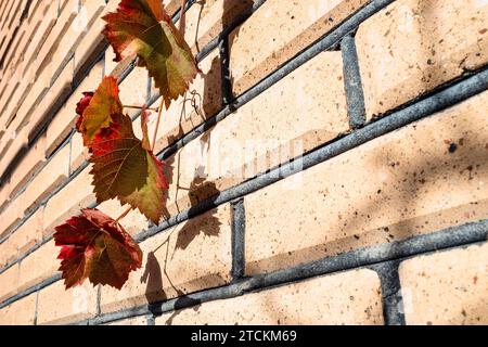 Rote Blätter der Weinrebe auf der Backsteinmauer des Dorfhauses Nahaufnahme am sonnigen Herbsttag Stockfoto