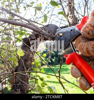 Der Dorfbewohner schneidet Apfelbaumzweige mit einem Gartenschere aus nächster Nähe im Garten an sonnigen Herbsttagen Stockfoto