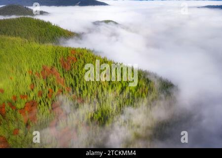 Berge bedeckt mit dickem Wald in niedrigen Wolken am Morgen im Herbst. Malerische Landschaft mit Berggipfeln im Nebel. Luftaufnahme Stockfoto