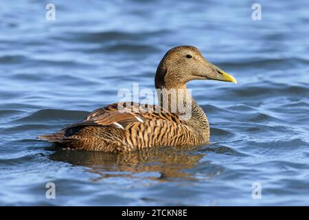 Eider-Ente, Somateria mollissima, erwachsenes Zuchtgefieder, weibliches Schwimmen Northumberland. März Stockfoto