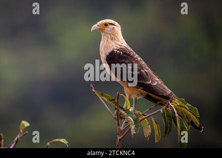 Gelbköpfige Caracara Stockfoto