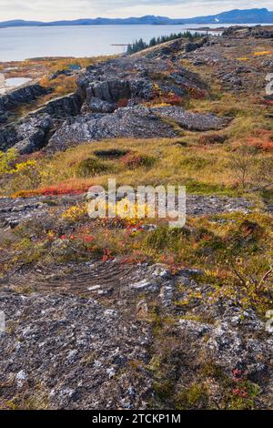 Island, Golden Circle, Thingvellir Nationalpark in Herbstfarben. Der mittelatlantische Graben zwischen den nordamerikanischen und eurasischen tektonischen Platten. Der Thingvallavtr-See, der größte See Islands auf dem Reykjares-Rücken. Risse im Vordergrund. Stockfoto