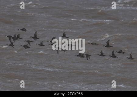 Gemeine Scoter (Melanitta nigra), die im November 2023 über dem Meer fliegen Stockfoto