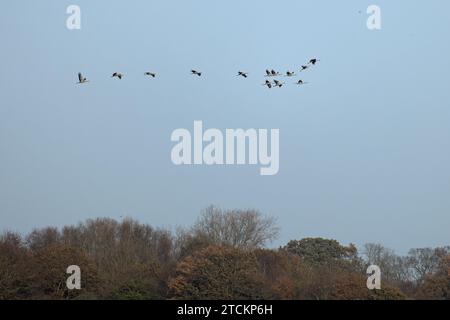 Gemeine Kranherde (Grus grus), die über Bäume schleudert Norfolk Dezember 2023 Stockfoto