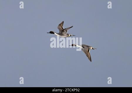 Northern Pintail (Anas acuta) zwei Drachen fliegen im November 2023 nach Norfolk Stockfoto