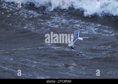 Gemeine Möwe (Larus canus) im Winter fliegen über das Meer Norfolk November 2023 Stockfoto