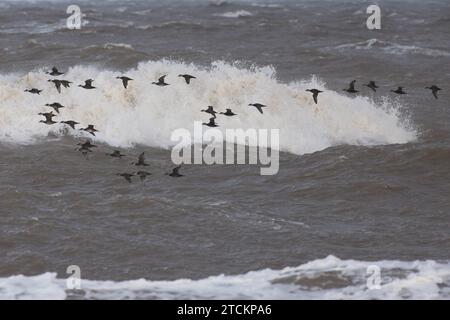 Gemeine Scoter (Melanitta nigra), die im November 2023 über dem Meer fliegen Stockfoto