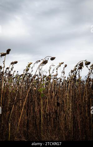 Die tote Sonnenblume steht in einem bewölkten Himmel, vertikal Stockfoto