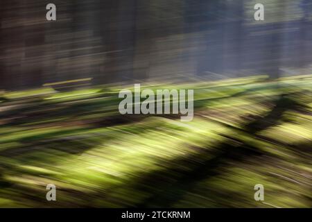 Atmosphärischer Wald, abstrakte Strukturen, Wischeffekt, Glühbirnenbelichtung Stockfoto