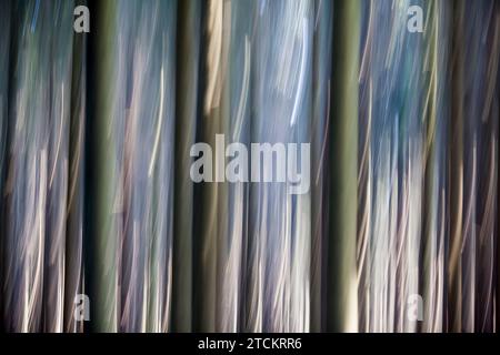 Atmosphärischer Wald, abstrakte Strukturen, Wischeffekt, Glühbirnenbelichtung Stockfoto