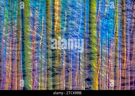 Atmosphärischer Wald, abstrakte Strukturen, Wischeffekt, Glühbirnenbelichtung Stockfoto