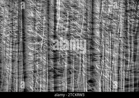 Atmosphärischer Wald, abstrakte Strukturen, Wischeffekt, Glühbirnenbelichtung Stockfoto