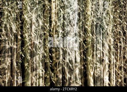 Atmosphärischer Wald, abstrakte Strukturen, Wischeffekt, Glühbirnenbelichtung Stockfoto