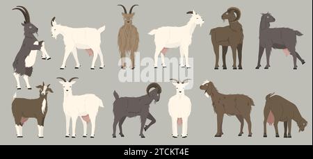 Ziegensammlung. Zeichentrick schwarze Kinderziegen, Zeichentrick-Almherde von Milchtieren mit Wolle und Hörnern. Vektor-isoliertes Maskottchen Stock Vektor