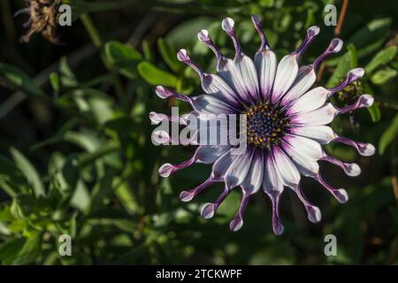 African oder Cape Daisy, Osteospermum, Pink Wirbel. Stockfoto