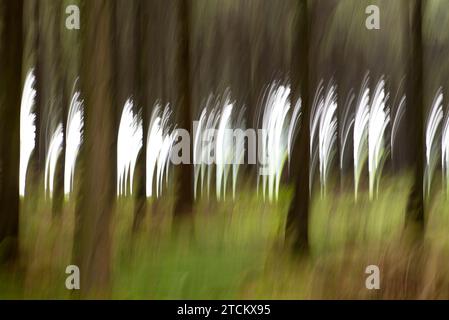 Feuerwerk im Wald, Wischeffekt, Langzeitbelastung Stockfoto