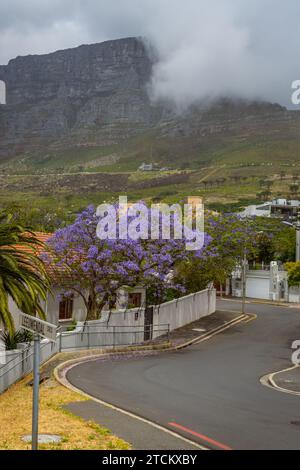 Tafelberg im Hintergrund in den Wolken mit einer Straße und Jacarandabaum davor. Stockfoto