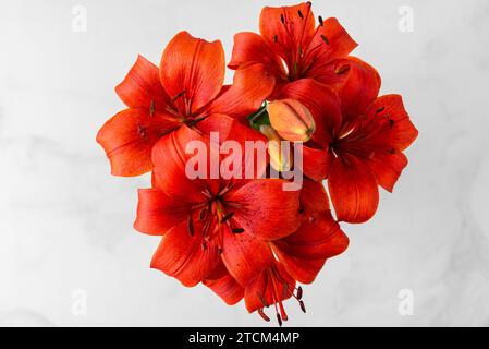 Orange Lilium Matrix oder asiatische Lilienblüten auf weißem Hintergrund. Draufsicht. Hochzeits- oder Muttertagskarte Stockfoto