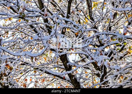 Erster Frost und Schnee auf Herbstbaum mit bunten Blättern, Vollrahmen, hintergrundbeleuchtet, Stockfoto