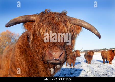 Highland Cattle Bos taurus bei Cley Norfolk im Schnee Stockfoto