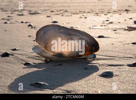 Otterschale am Strand, beleuchtet durch Sonnenlicht von hinten Stockfoto