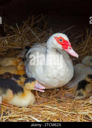 Muscovey Duck mit jungen Entlein auf einem Norfolk Small Holding Spring Stockfoto