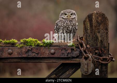 Kleine Eule, Wildtiere in Großbritannien. Eine kleine Eule, die in die Kamera schaut. Getarnter Greifvogel Stockfoto
