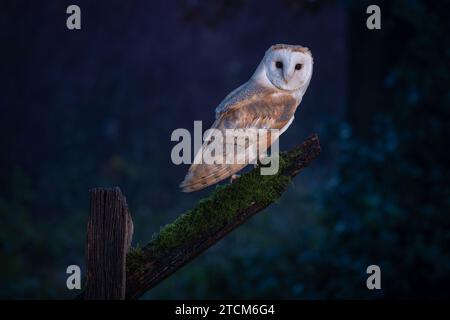 Mauersegler, der auf einer Stange ruht, ein schöner nachtaktiver Vogel mit einem weißen Gesichtsring, weichen Federn und goldbraunem Gefieder. Stockfoto