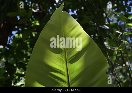 Unterseitenansicht eines großen Vogelnest Farnblattes (Asplenium nidus). Ein kleiner Teil des Sonnenlichts trifft auf das Farnblatt Stockfoto