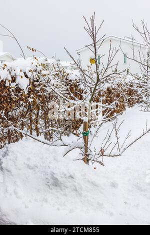 Malerische Winterszene mit Garten mit schneebedeckten Apfelbäumen. Stockfoto