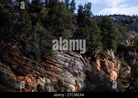 Bäume wachsen auf einem schräg gestreiften Felsen, zion National Park, utah Stockfoto