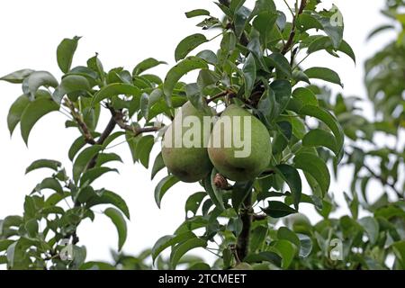 Birnen, Schnecken, Birnenbaum, Schleswig-Holstein, Deutschland Stockfoto