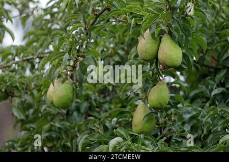 Birnen, Schnecken, Birnenbaum, Schleswig-Holstein, Deutschland Stockfoto