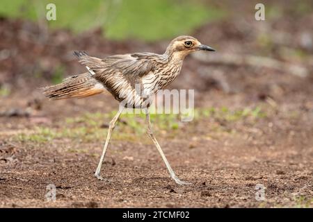 Der Buschstein-Brachvogel (Burhinus grallarius) ist ein markanter großer Ufervogel mit langen Beinen, einem enormen gelben Auge, stark gestreiften Unterseiten. Stockfoto