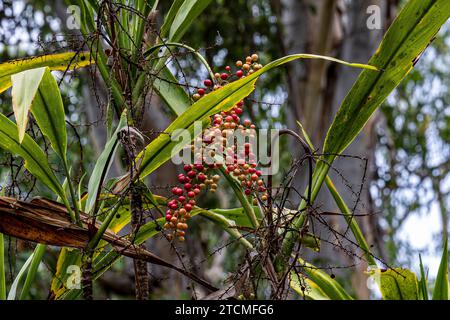 Fauna und Flora im Trinity Forest Reserve in der Nähe von Cairns Australia Stockfoto