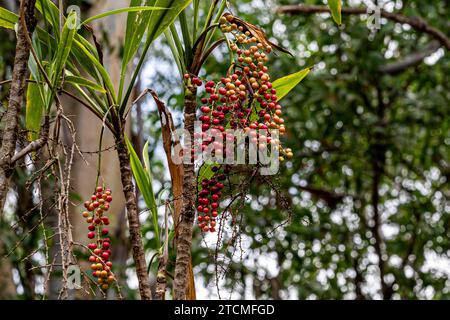 Fauna und Flora im Trinity Forest Reserve in der Nähe von Cairns Australia Stockfoto